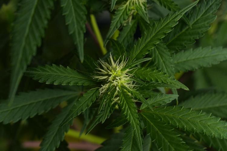 Cash Express By Zamnesia Pheno A. Week 6 - Cash Express Pheno A 