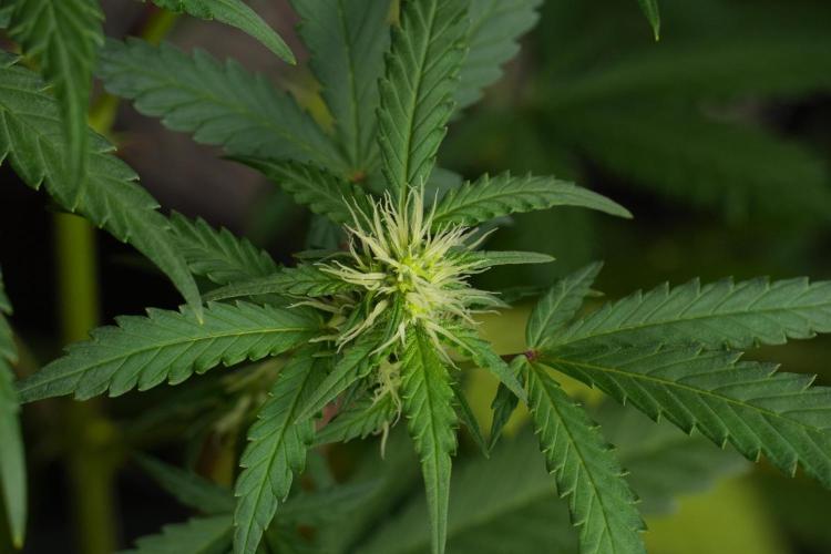 Cash Express By Zamnesia Pheno A. Week 6 - Cash Express Pheno A 