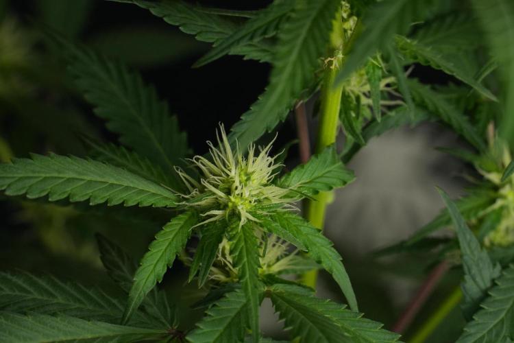 Cash Express By Zamnesia Pheno A. Week 6 - Cash Express Pheno A 