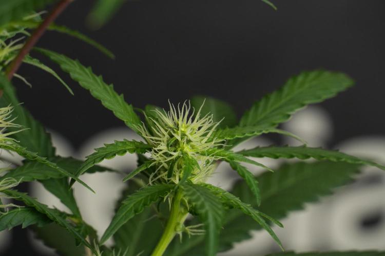 Cash Express By Zamnesia Pheno A. Week 6 - Cash Express Pheno A 