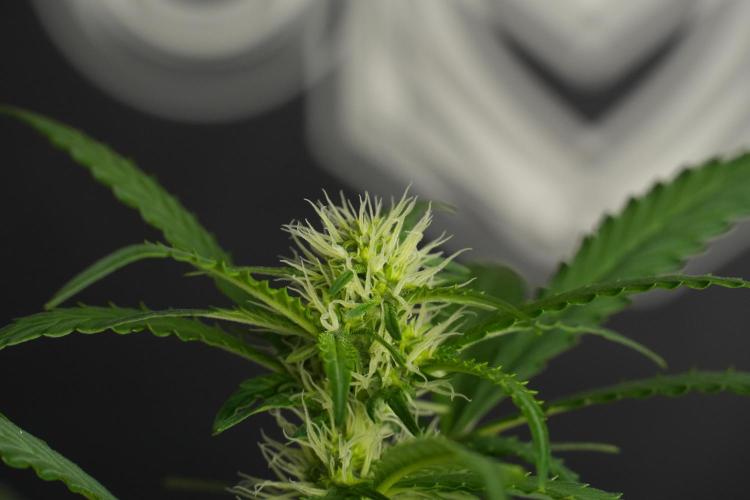 Cash Express By Zamnesia Pheno A. Week 6 - Cash Express Pheno A 