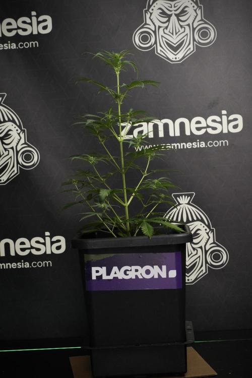 Pheno B Cash Express By Zamnesia. Week 6 - Cash Express Pheno B