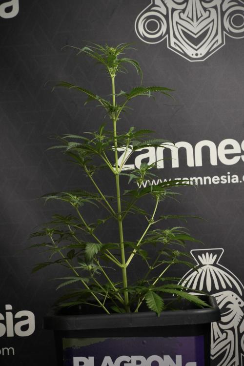 Pheno B Cash Express By Zamnesia. Week 6 - Cash Express Pheno B