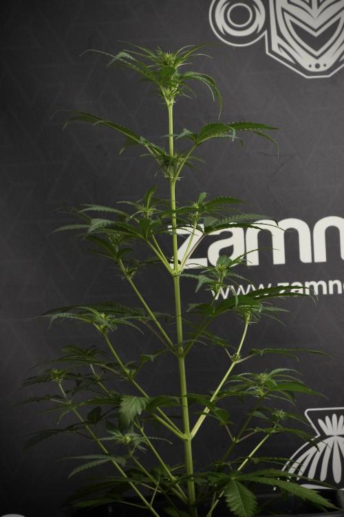 Pheno B Cash Express By Zamnesia. Week 6 - Cash Express Pheno B