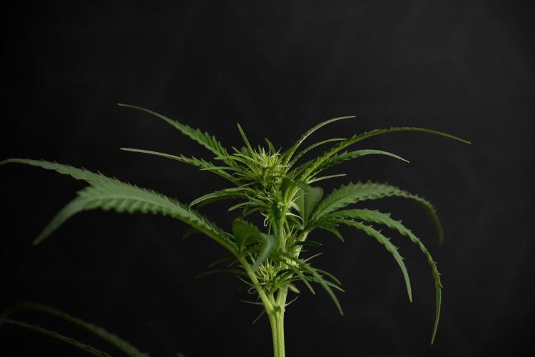 Pheno B Cash Express By Zamnesia. Week 6 - Cash Express Pheno B