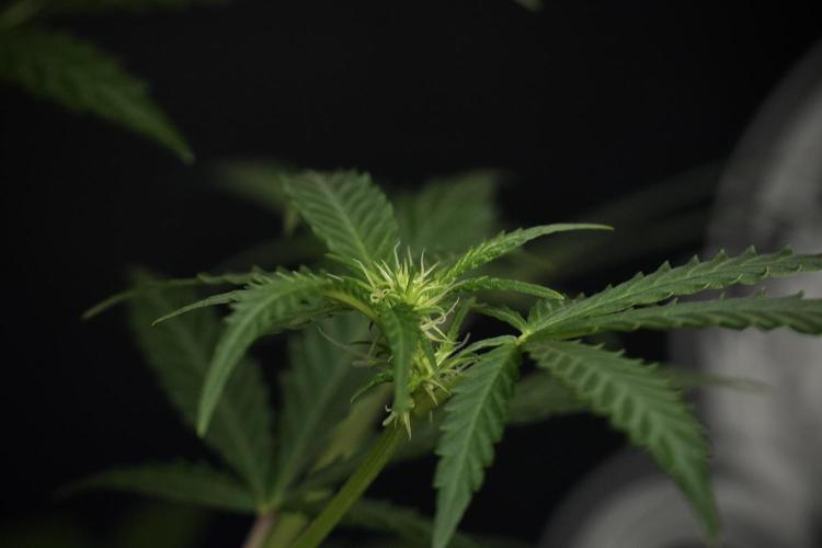 Pheno B Cash Express By Zamnesia. Week 6 - Cash Express Pheno B