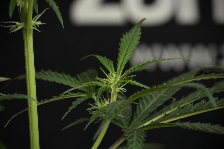 Pheno B Cash Express By Zamnesia. Week 6 - Cash Express Pheno B