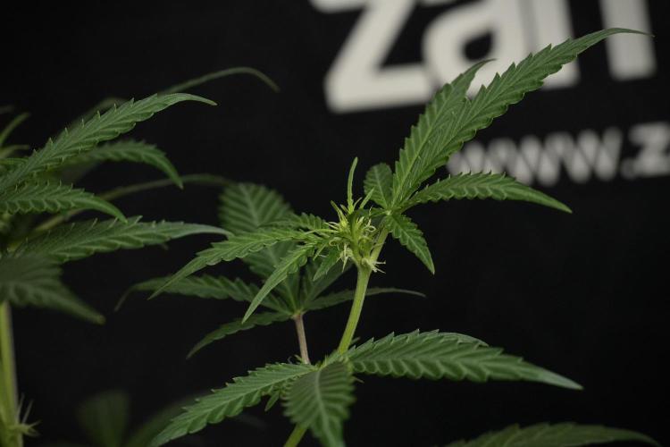 Pheno B Cash Express By Zamnesia. Week 6 - Cash Express Pheno B
