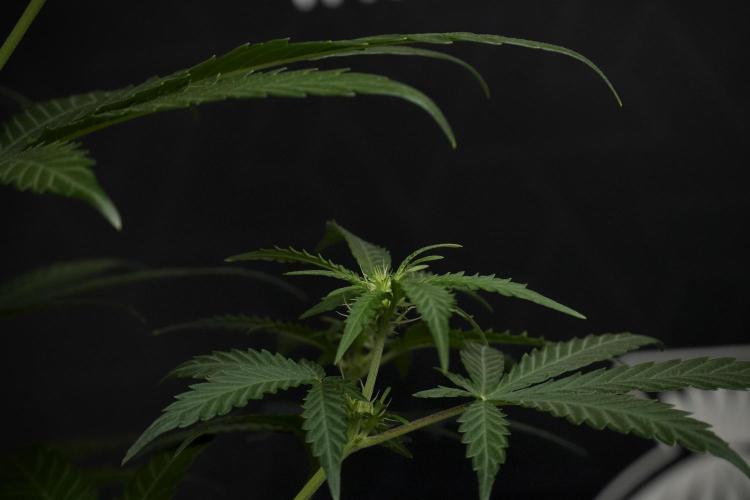 Pheno B Cash Express By Zamnesia. Week 6 - Cash Express Pheno B
