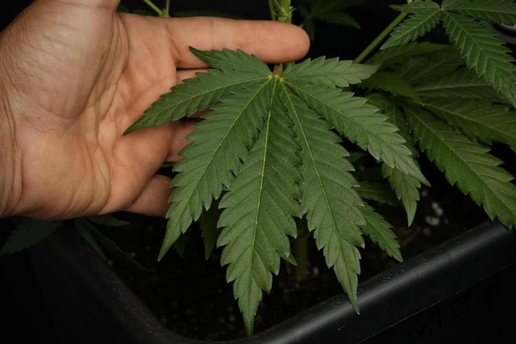 Pheno B Cash Express By Zamnesia. Week 6 - Cash Express Pheno B