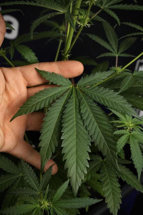 Pheno B Cash Express By Zamnesia. Week 6 - Cash Express Pheno B