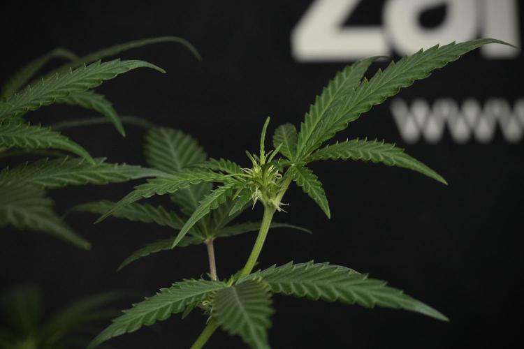 Pheno B Cash Express By Zamnesia. Week 6 - Cash Express Pheno B