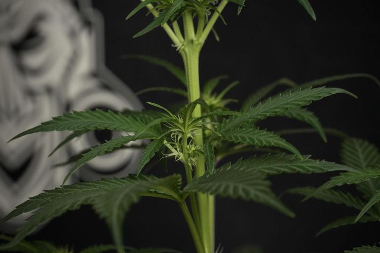 Pheno B Cash Express By Zamnesia. Week 6 - Cash Express Pheno B