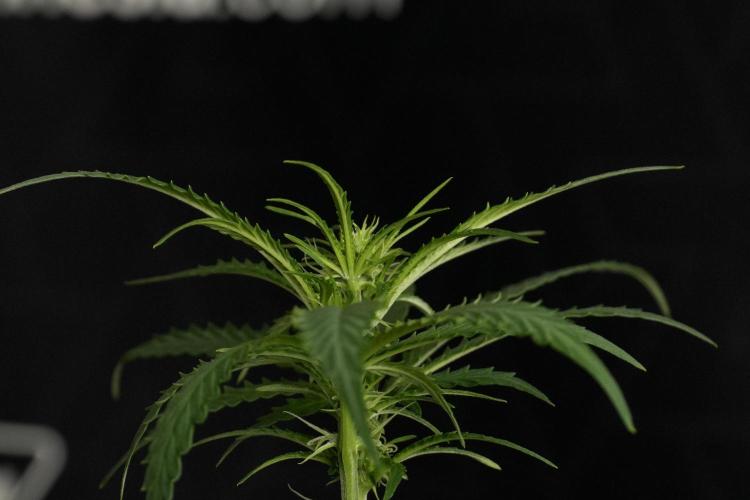 Pheno B Cash Express By Zamnesia. Week 6 - Cash Express Pheno B