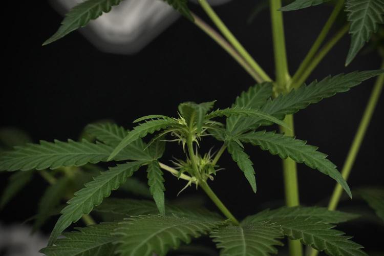 Pheno B Cash Express By Zamnesia. Week 6 - Cash Express Pheno B