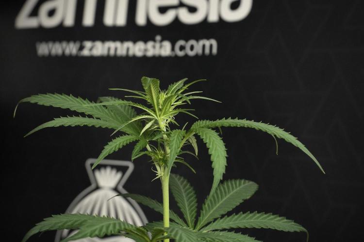 Pheno B Cash Express By Zamnesia. Week 6 - Cash Express Pheno B