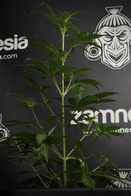 Pheno B Cash Express By Zamnesia. Week 6 - Cash Express Pheno B