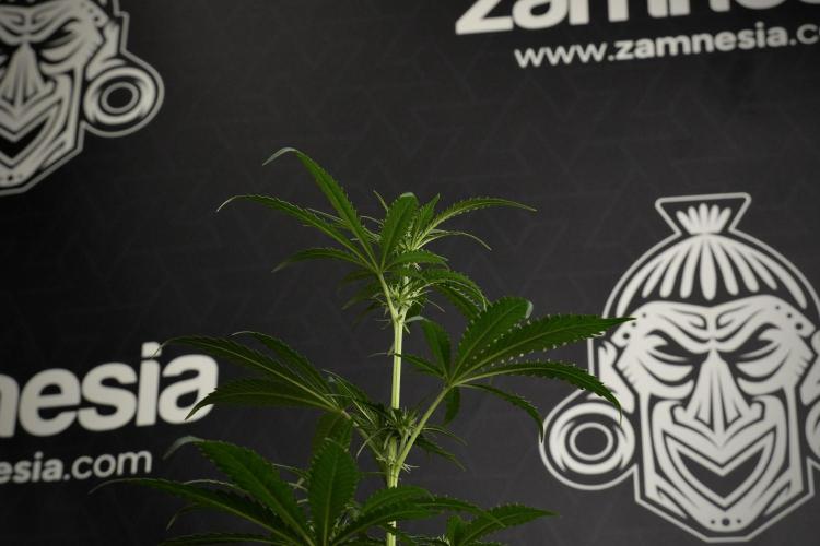 Pheno B Cash Express By Zamnesia. Week 6 - Cash Express Pheno B