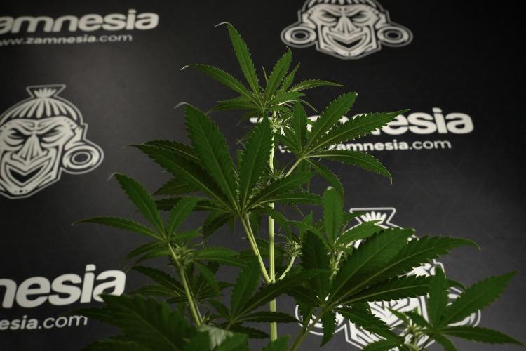 Pheno B Cash Express By Zamnesia. Week 6 - Cash Express Pheno B