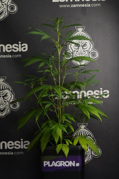 Chem Brulee By Zamnesia Pheno A. Week 6 - Chem Brûlée Pheno A