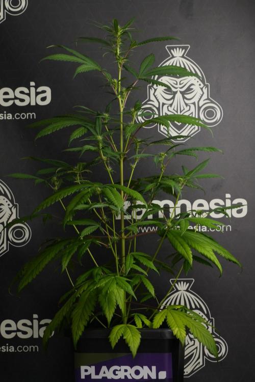 Chem Brulee By Zamnesia Pheno A. Week 6 - Chem Brûlée Pheno A