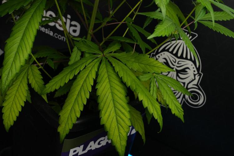 Chem Brulee By Zamnesia Pheno A. Week 6 - Chem Brûlée Pheno A
