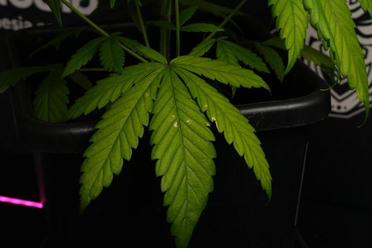 Chem Brulee By Zamnesia Pheno A. Week 6 - Chem Brûlée Pheno A