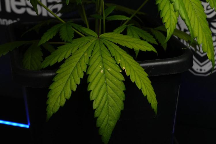 Chem Brulee By Zamnesia Pheno A. Week 6 - Chem Brûlée Pheno A