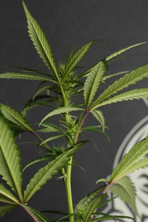 Chem Brulee By Zamnesia Pheno A. Week 6 - Chem Brûlée Pheno A