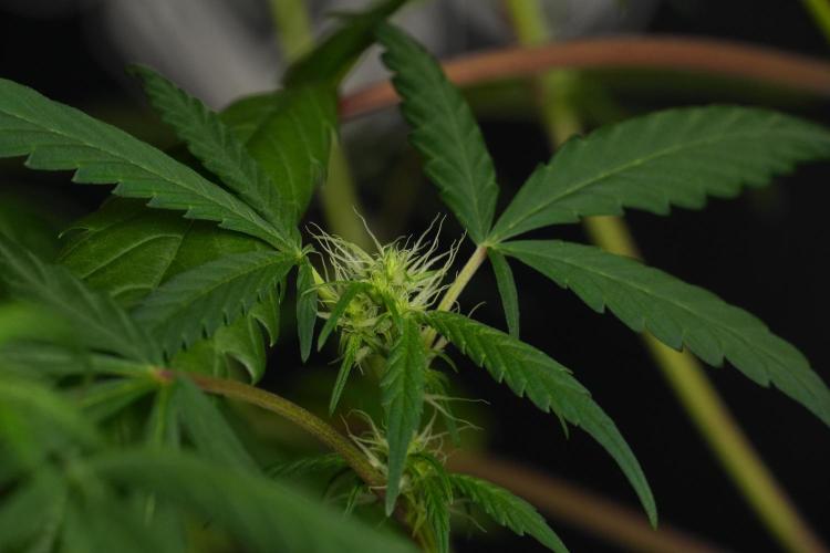 Chem Brulee By Zamnesia Pheno A. Week 6 - Chem Brûlée Pheno A