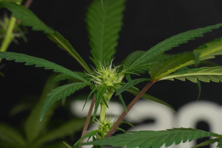 Chem Brulee By Zamnesia Pheno A. Week 6 - Chem Brûlée Pheno A