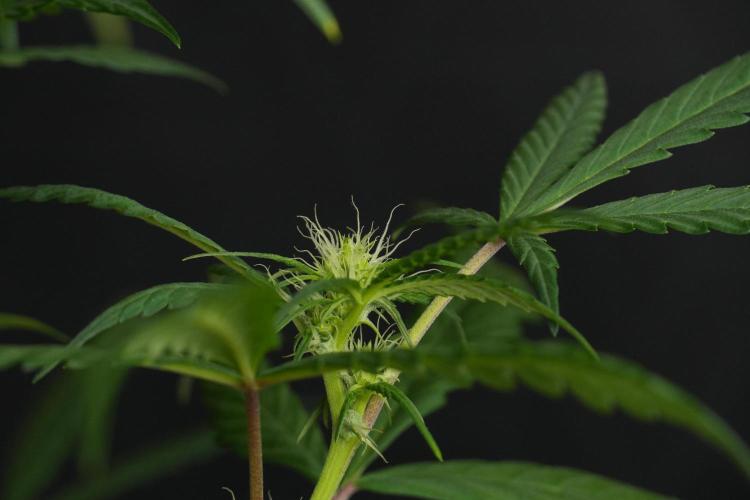 Chem Brulee By Zamnesia Pheno A. Week 6 - Chem Brûlée Pheno A