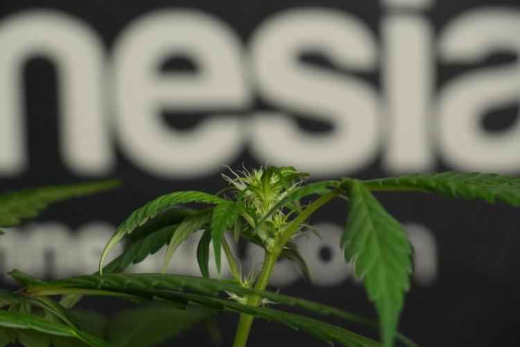 Chem Brulee By Zamnesia Pheno A. Week 6 - Chem Brûlée Pheno A