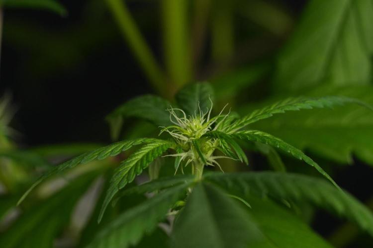 Chem Brulee By Zamnesia Pheno A. Week 6 - Chem Brûlée Pheno A