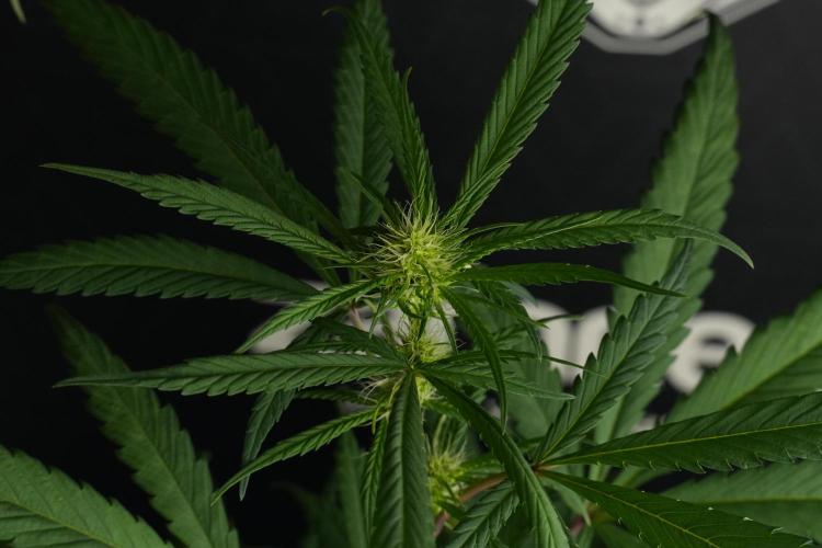 Chem Brulee By Zamnesia Pheno A. Week 6 - Chem Brûlée Pheno A