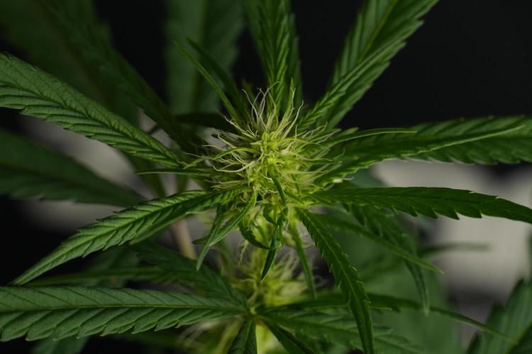 Chem Brulee By Zamnesia Pheno A. Week 6 - Chem Brûlée Pheno A