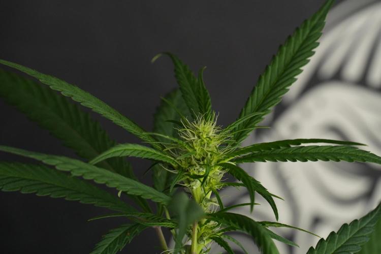 Chem Brulee By Zamnesia Pheno A. Week 6 - Chem Brûlée Pheno A