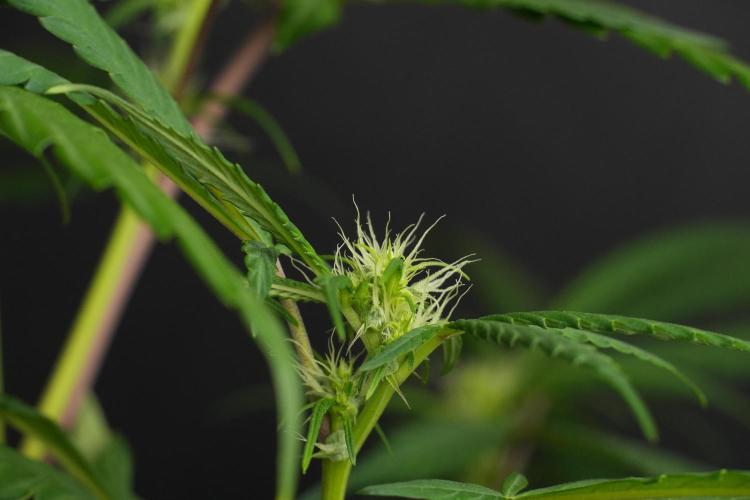 Chem Brulee By Zamnesia Pheno A. Week 6 - Chem Brûlée Pheno A