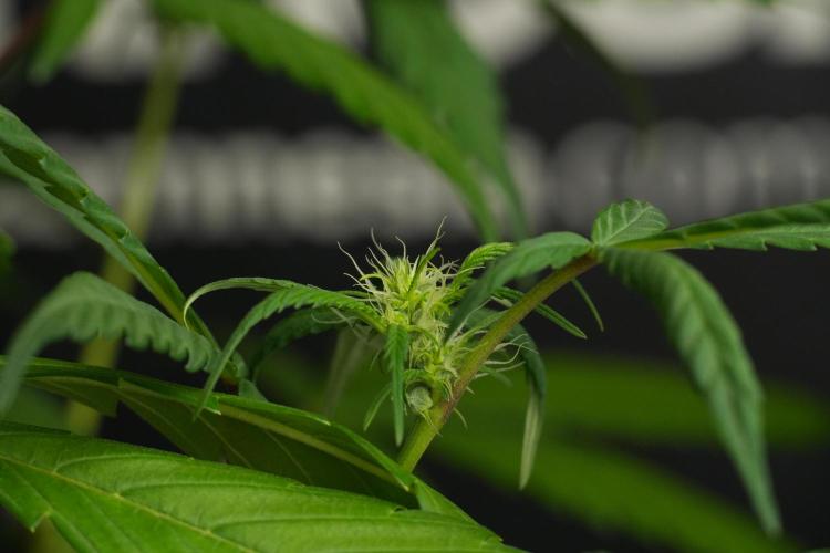 Chem Brulee By Zamnesia Pheno A. Week 6 - Chem Brûlée Pheno A