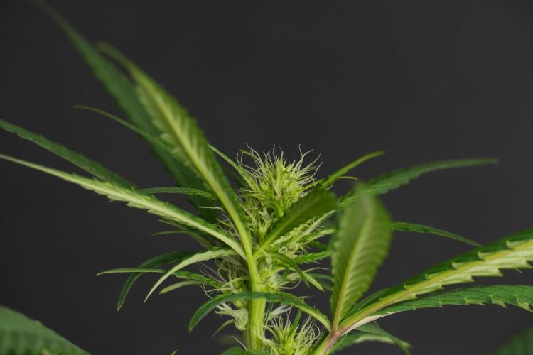 Chem Brulee By Zamnesia Pheno A. Week 6 - Chem Brûlée Pheno A