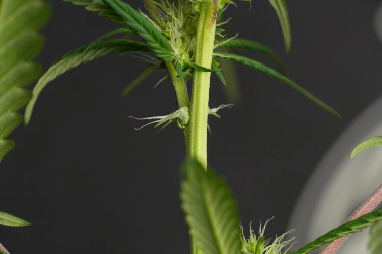 Chem Brulee By Zamnesia Pheno A. Week 6 - Chem Brûlée Pheno A