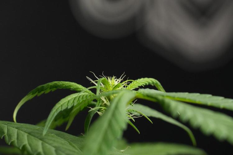 Chem Brulee By Zamnesia Pheno A. Week 6 - Chem Brûlée Pheno A
