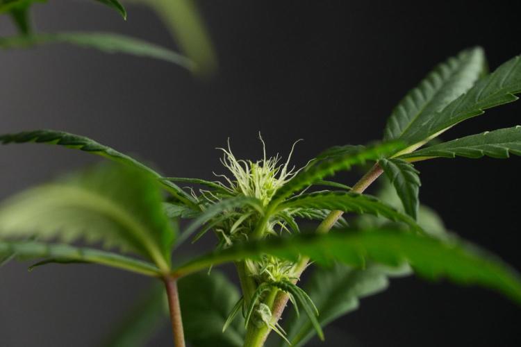 Chem Brulee By Zamnesia Pheno A. Week 6 - Chem Brûlée Pheno A