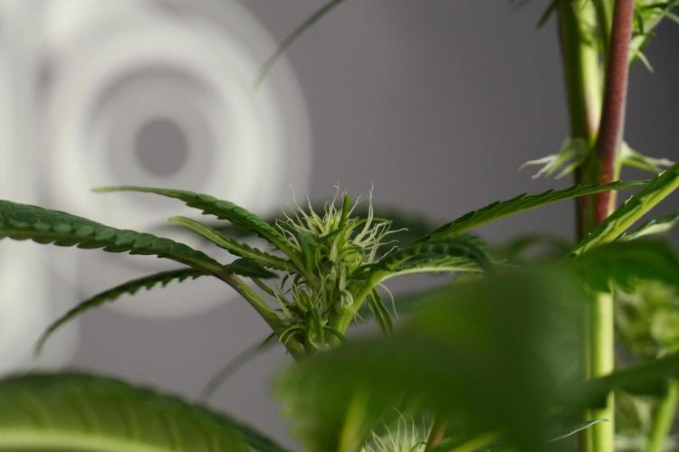 Chem Brulee By Zamnesia Pheno A. Week 6 - Chem Brûlée Pheno A
