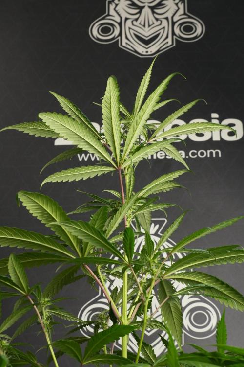 Chem Brulee By Zamnesia Pheno A. Week 6 - Chem Brûlée Pheno A