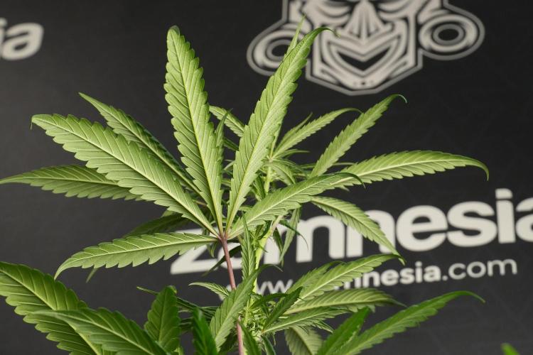 Chem Brulee By Zamnesia Pheno A. Week 6 - Chem Brûlée Pheno A