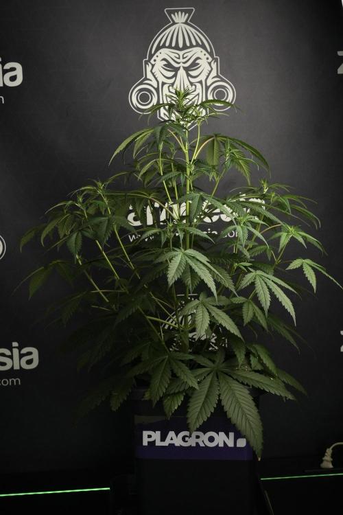 Pheno B Chem Brulee By Zamnesia. Week 6 - Chem Brûlée Pheno B