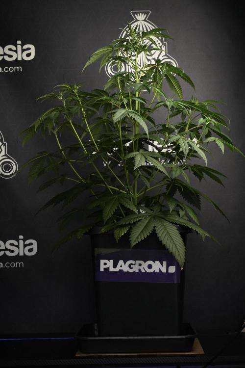 Pheno B Chem Brulee By Zamnesia. Week 6 - Chem Brûlée Pheno B