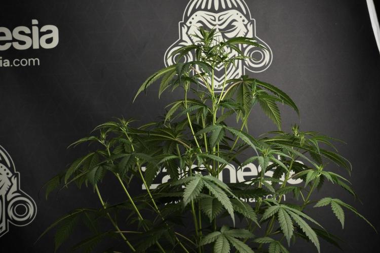 Pheno B Chem Brulee By Zamnesia. Week 6 - Chem Brûlée Pheno B