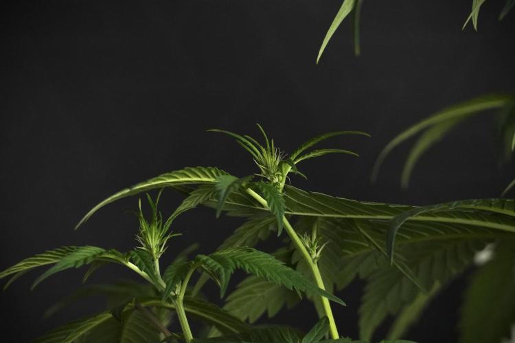 Pheno B Chem Brulee By Zamnesia. Week 6 - Chem Brûlée Pheno B